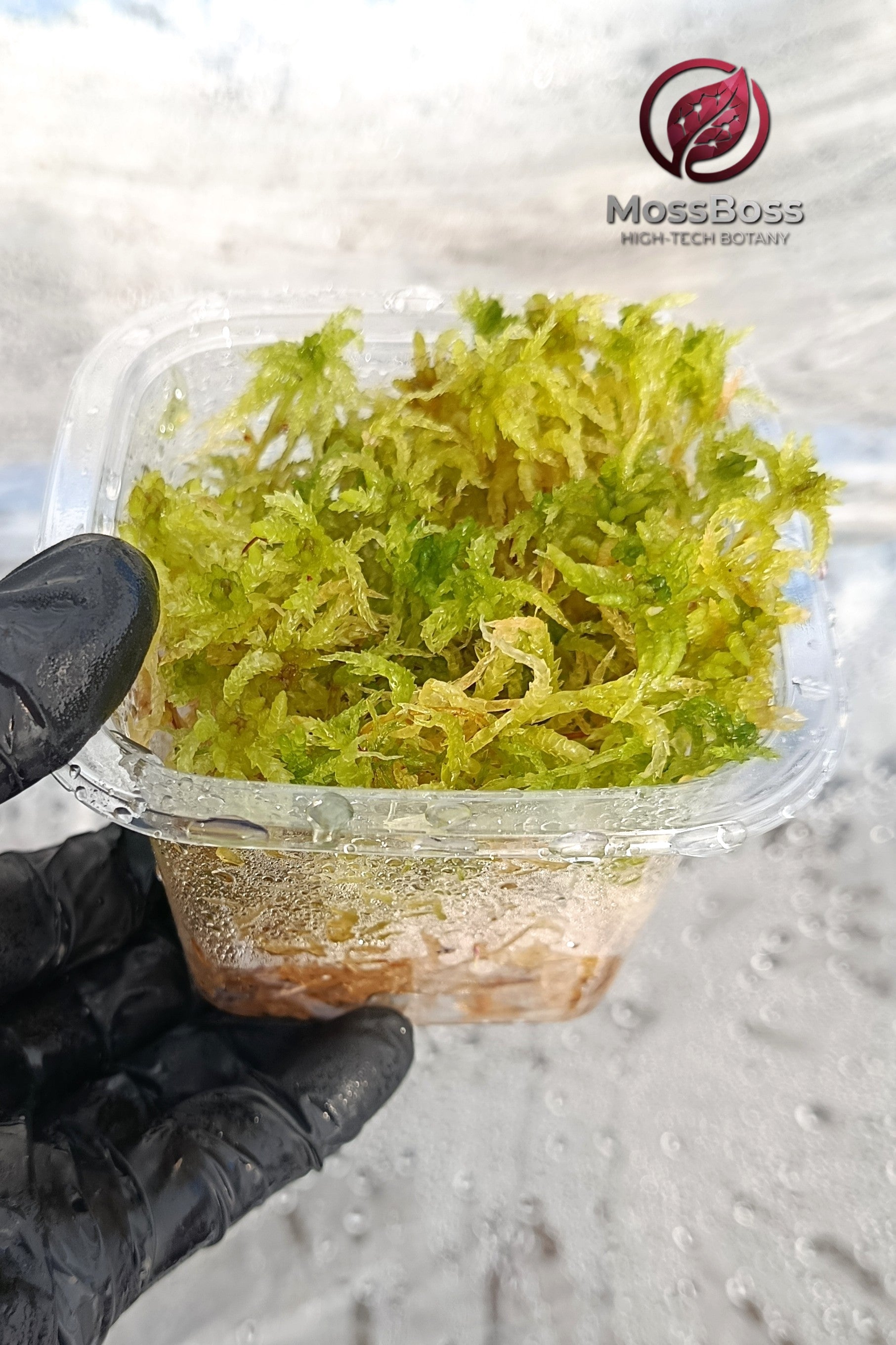 Micropropagated Live Sphagnum bog Moss Fresh natural Clean and Pest Free best bio substrate for Closed Terrariums 