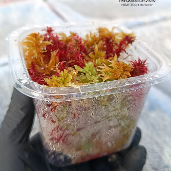 Growing setup Red Live Sphagnum bog Moss Sustainable Micropropagated Clean and Pest Free 