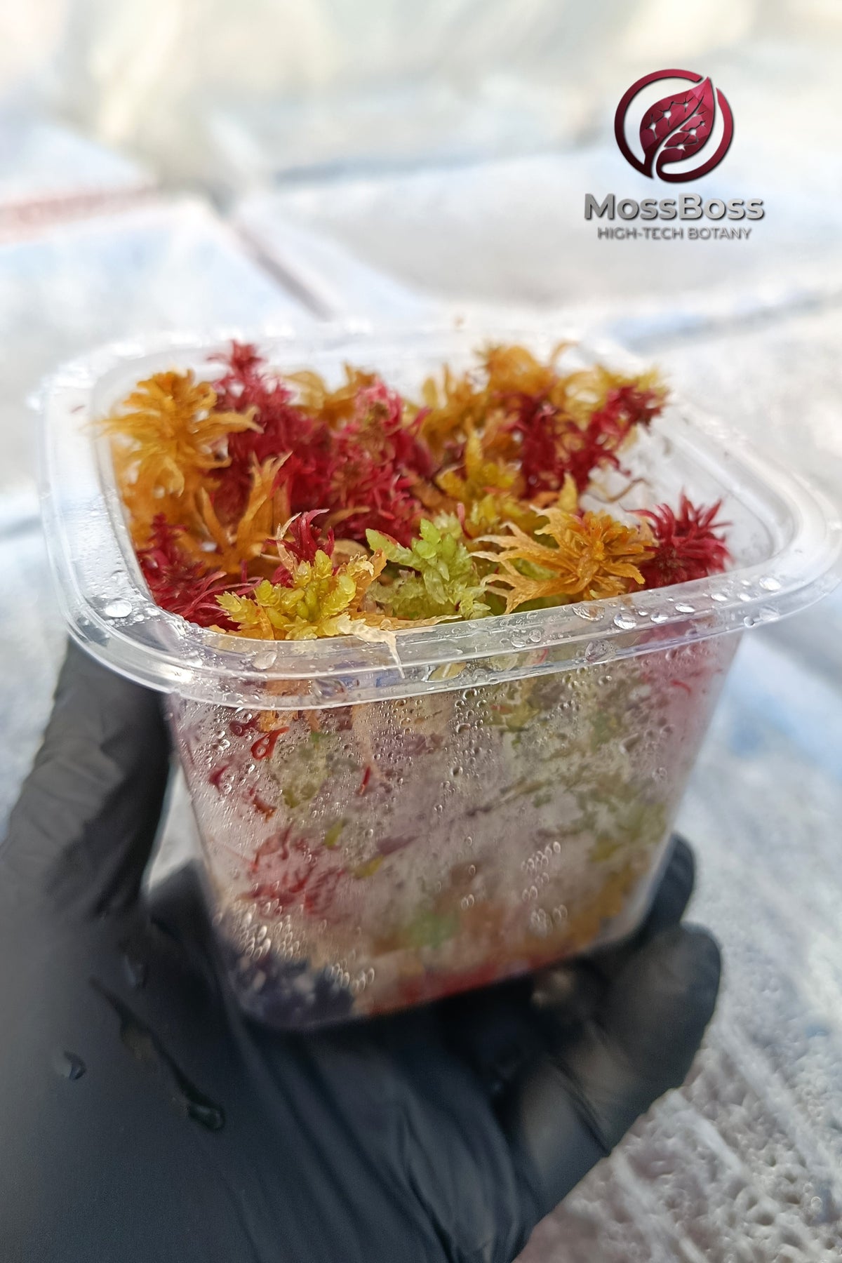 Growing setup Red Live Sphagnum bog Moss Sustainable Micropropagated Clean and Pest Free 
