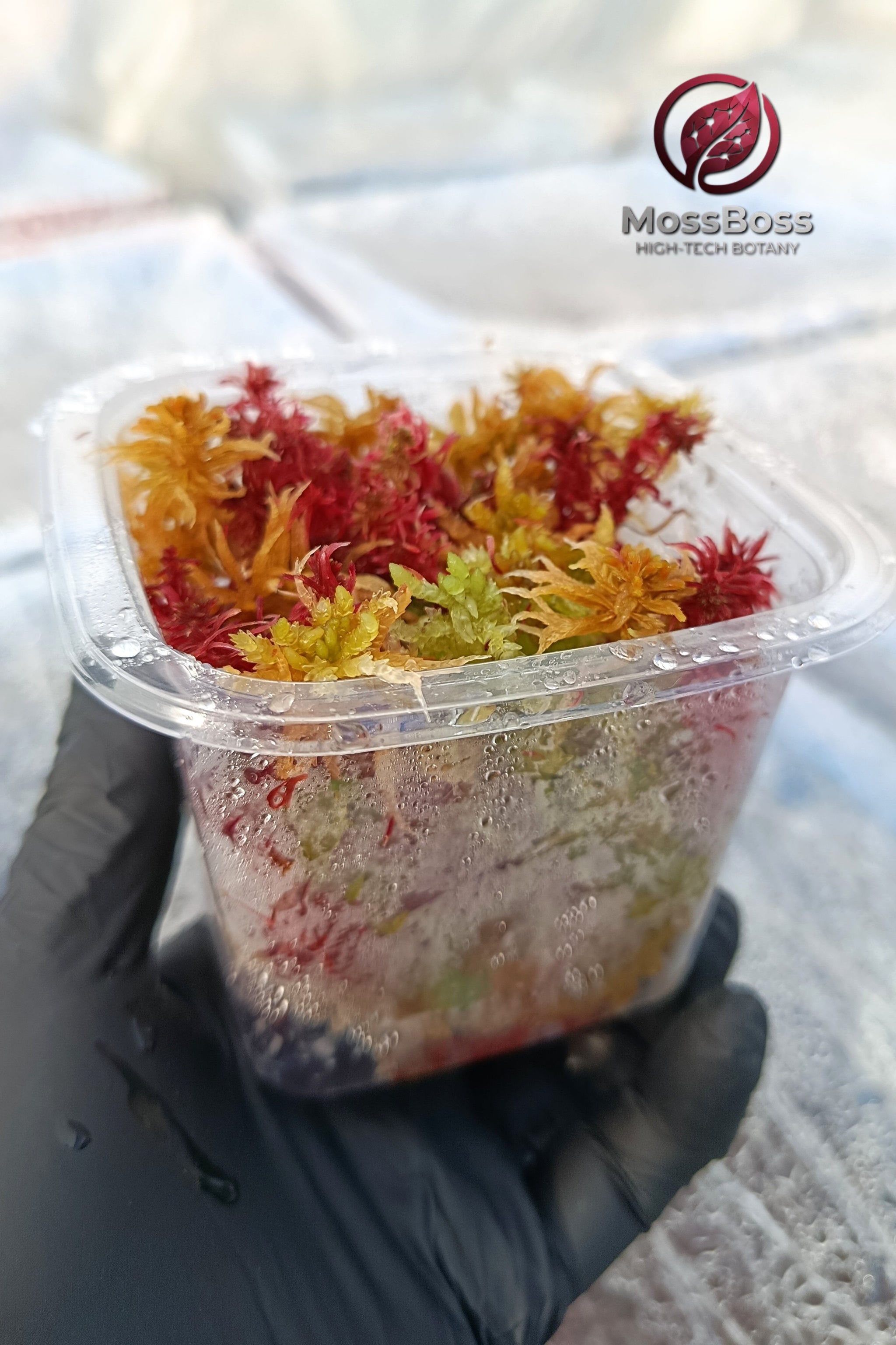 Growing setup Red Live Sphagnum bog Moss Sustainable Micropropagated Clean and Pest Free 