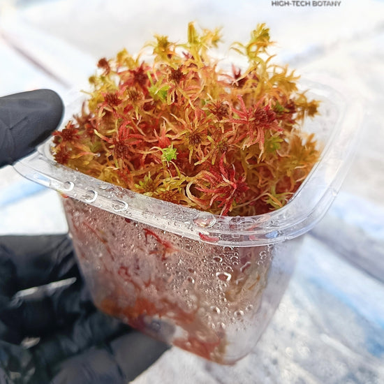 Red Live Sphagnum bog Moss Closed Terrarium 