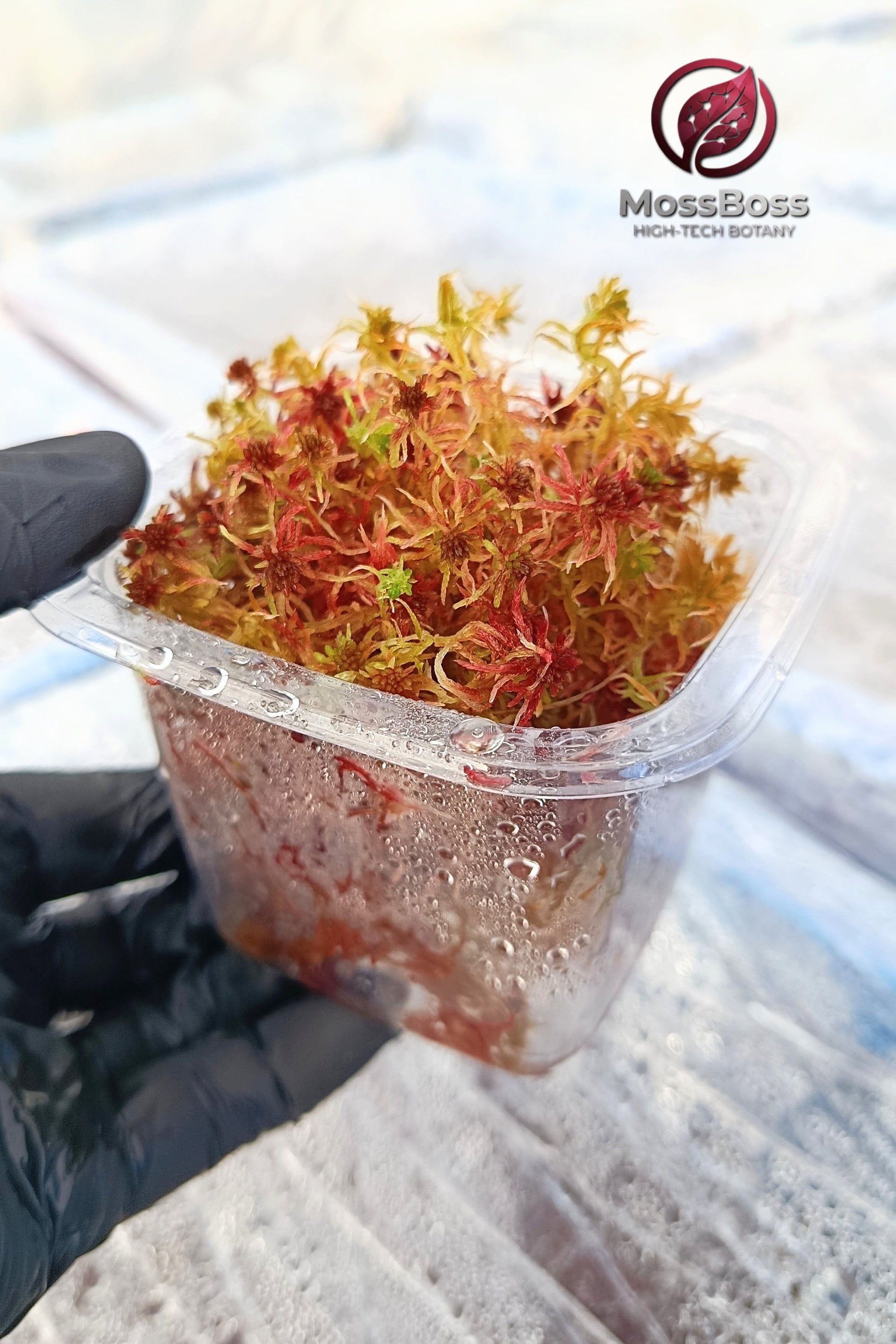 Red Live Sphagnum bog Moss Closed Terrarium 
