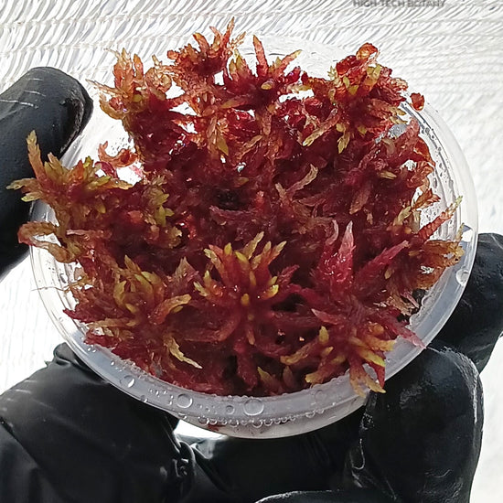 Growing Fresh natural Live Sphagnum Red bog Moss Sustainable Micropropagated Clean and Pest Free best bio substrate for Closed Terrariums setup MossBoss.