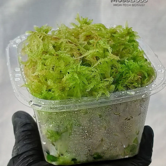 Growing Fresh natural Green live Sphagnum bog Moss Sustainable Micropropagated Clean and Pest Free best bio substrate for Closed Terrariums MossBoss 
