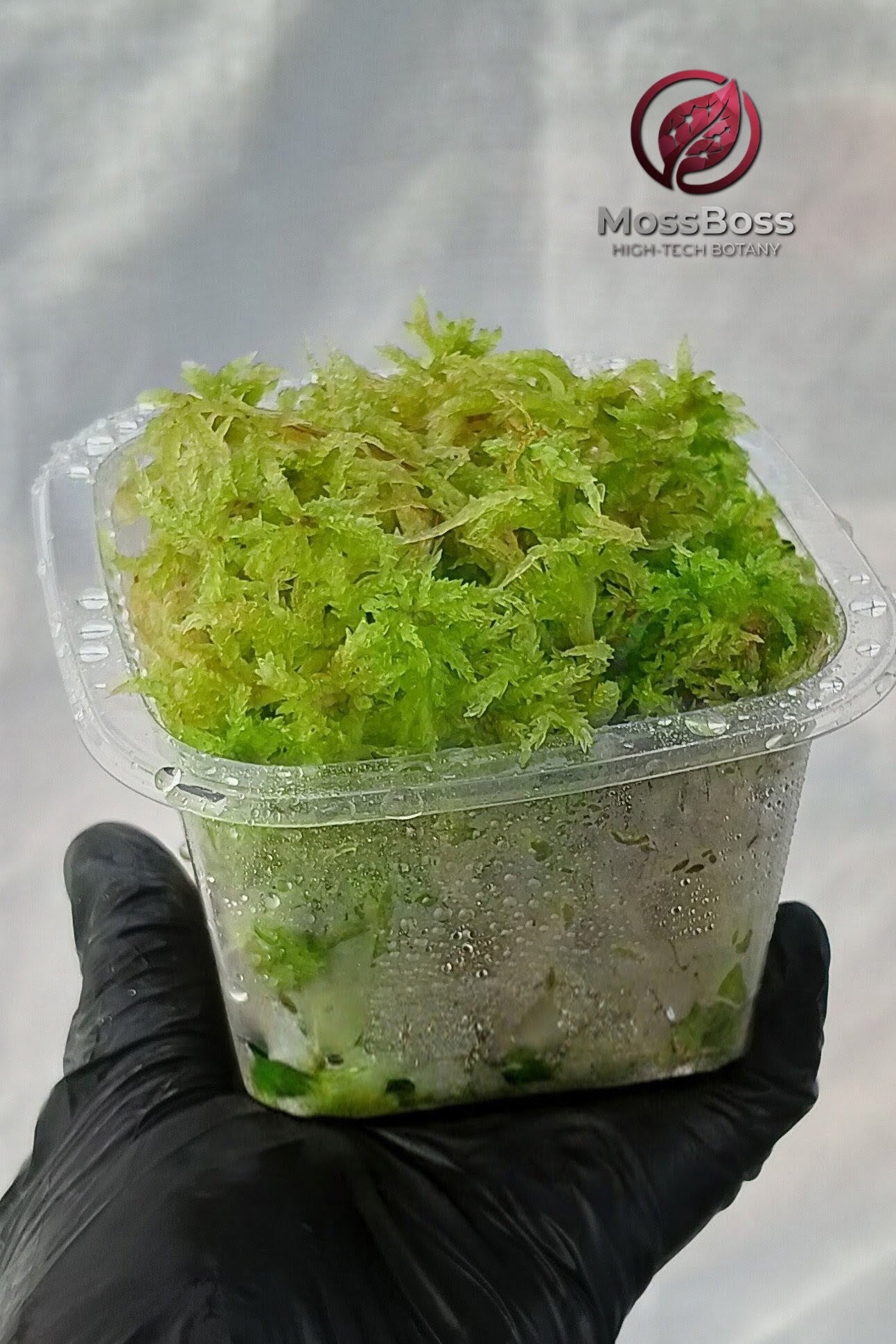 Growing Fresh natural Green live Sphagnum bog Moss Sustainable Micropropagated Clean and Pest Free best bio substrate for Closed Terrariums MossBoss 