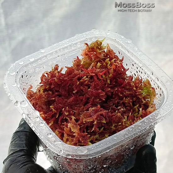 Growing Fresh natural Red Live Sphagnum bog Moss Sustainable Micropropagated Clean and Pest Free bio substrate for Terrariums 