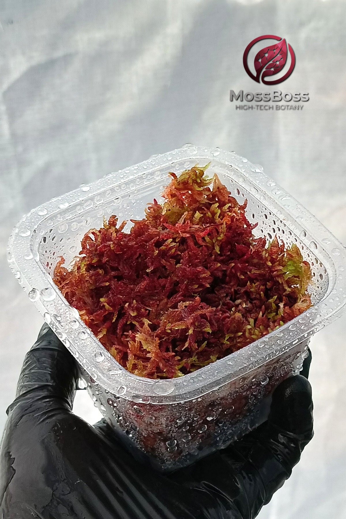 Growing Fresh natural Red Live Sphagnum bog Moss Sustainable Micropropagated Clean and Pest Free bio substrate for Terrariums 
