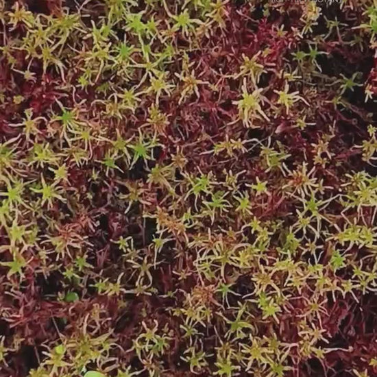 Red Yellow Green Sustainable Micropropagated Fresh Live Sphagnum Moss Biotop MossBoss 