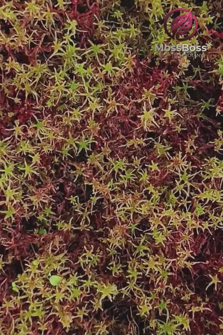 Red Yellow Green Sustainable Micropropagated Fresh Live Sphagnum Moss Biotop MossBoss 