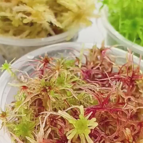 Red Yellow Green Multicolor Sustainable Micropropagated Fresh Live Sphagnum Moss MossBoss Biotop Terrarium 