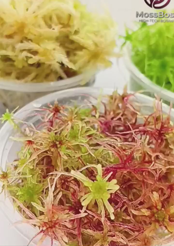 Red Yellow Green Multicolor Sustainable Micropropagated Fresh Live Sphagnum Moss MossBoss Biotop Terrarium 