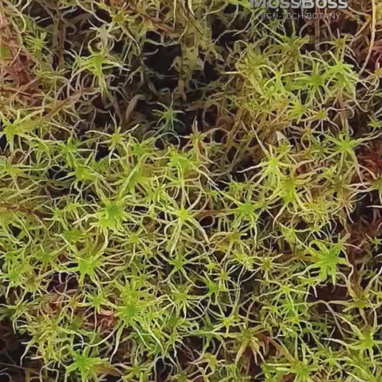 Living real fresh natural Live Sphagnum Moss Red Yellow Green Multicolor Sustainable Micropropagated MossBoss Biotop 