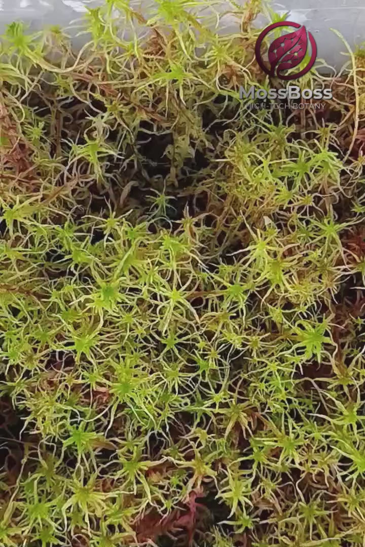 Living real fresh natural Live Sphagnum Moss Red Yellow Green Multicolor Sustainable Micropropagated MossBoss Biotop 