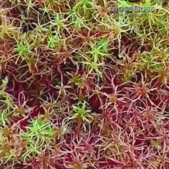 Live Sphagnum Moss Red Yellow Green Multicolor Sustainable Micropropagated for Biotop Terrarium MossBoss 