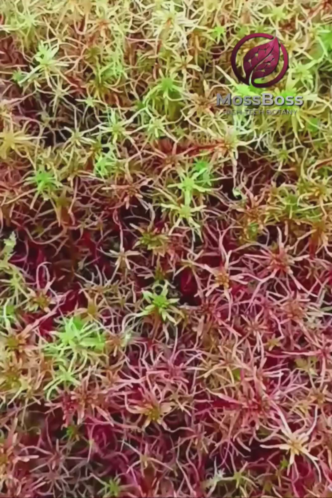 Live Sphagnum Moss Red Yellow Green Multicolor Sustainable Micropropagated for Biotop Terrarium MossBoss 