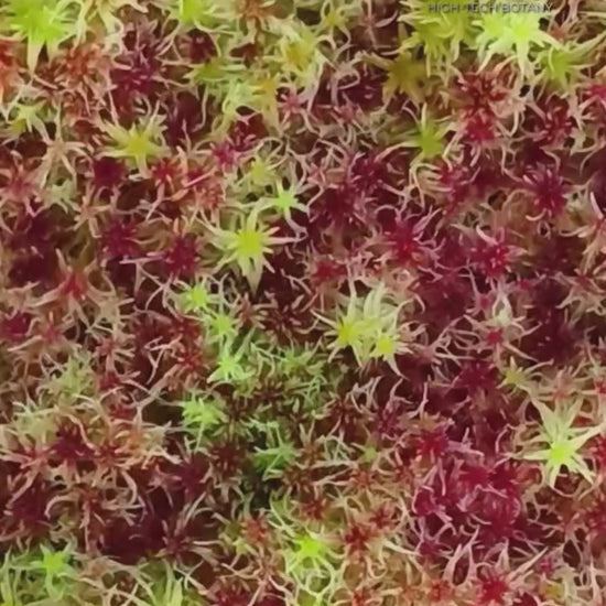 Natural real fresh red Yellow Green Multicolor Live Sphagnum Moss Biotop Sustainable Micropropagated MossBoss 
