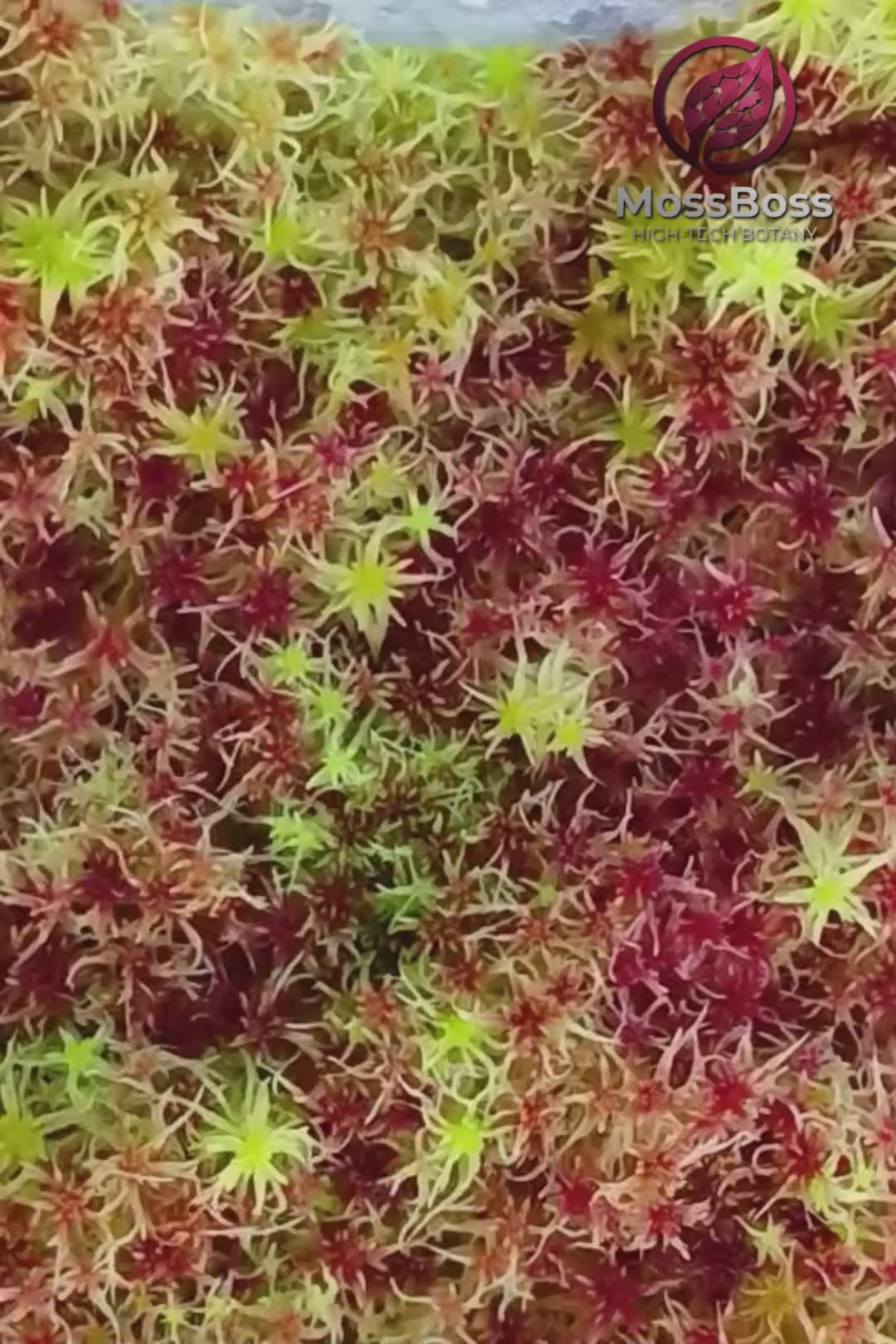 Natural real fresh red Yellow Green Multicolor Live Sphagnum Moss Biotop Sustainable Micropropagated MossBoss 
