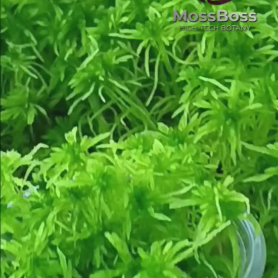 High-Tech Live Sphagnum Moss stimulating root growth on Anthurium warocqueanum cutting