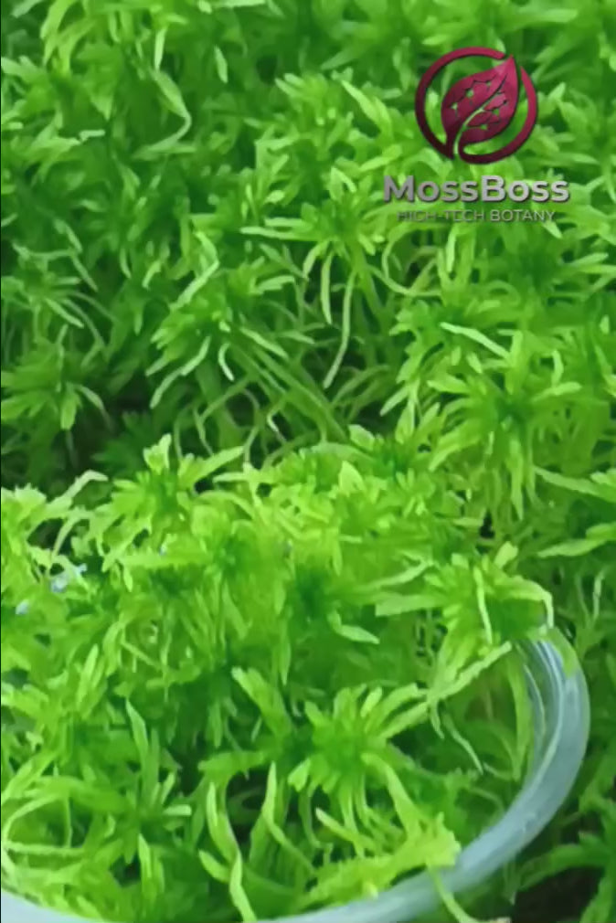 High-Tech Live Sphagnum Moss stimulating root growth on Anthurium warocqueanum cutting