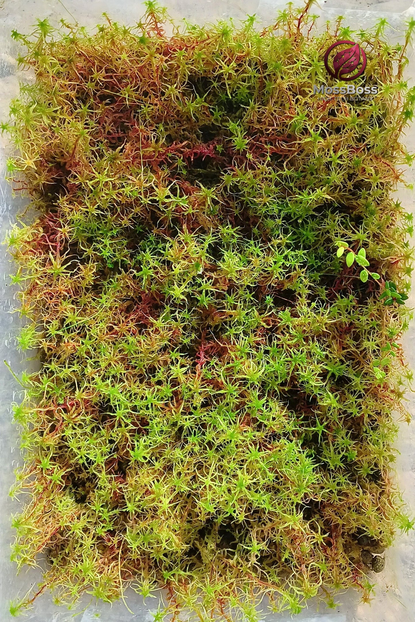 Red Yellow Green Multicolor Sustainable Micropropagated Live Sphagnum Moss for Biotop MossBoss 