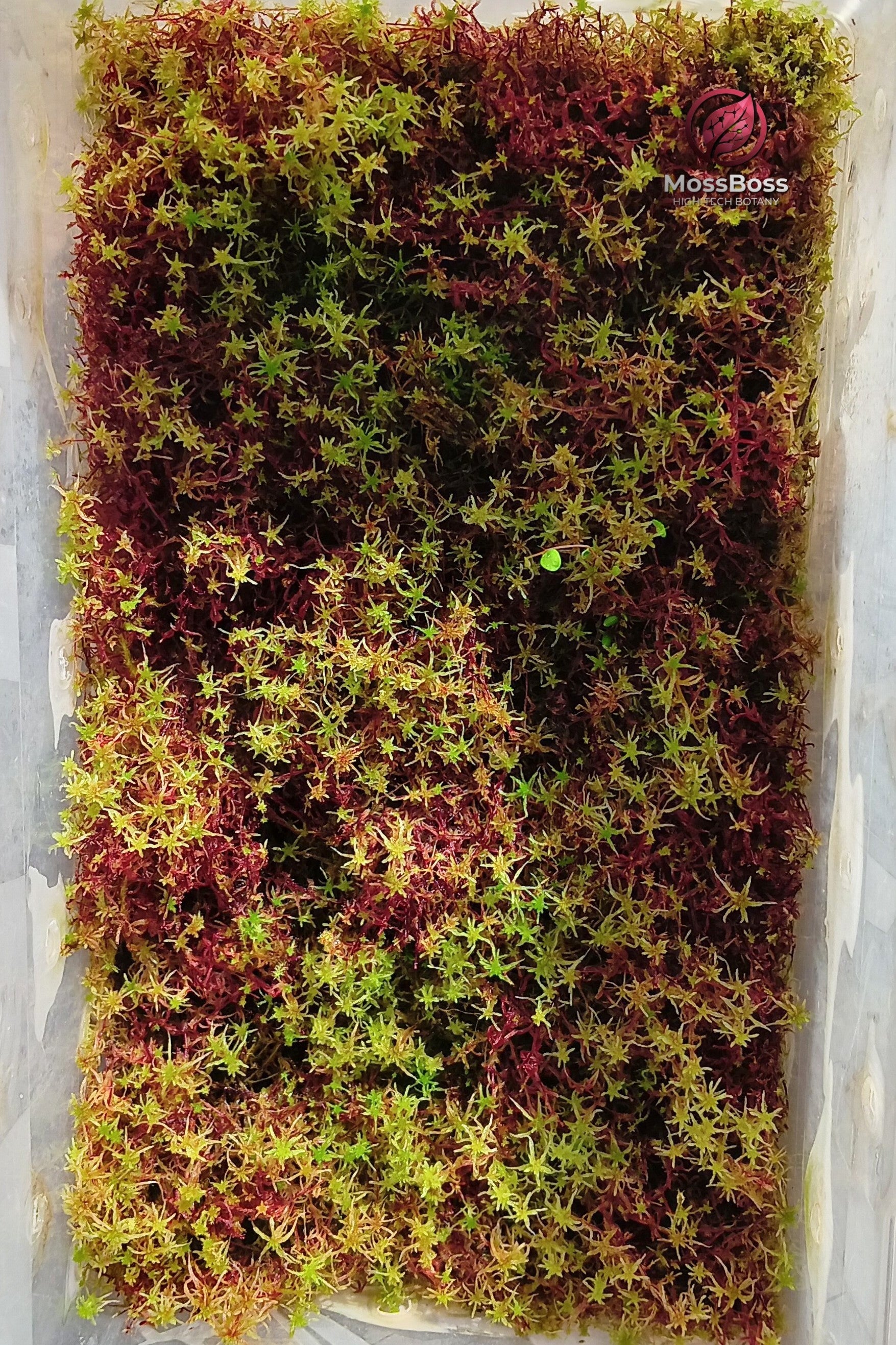 Red Yellow Green Multicolor Live Sphagnum Moss Fresh natural Sustainable Micropropagated MossBoss 