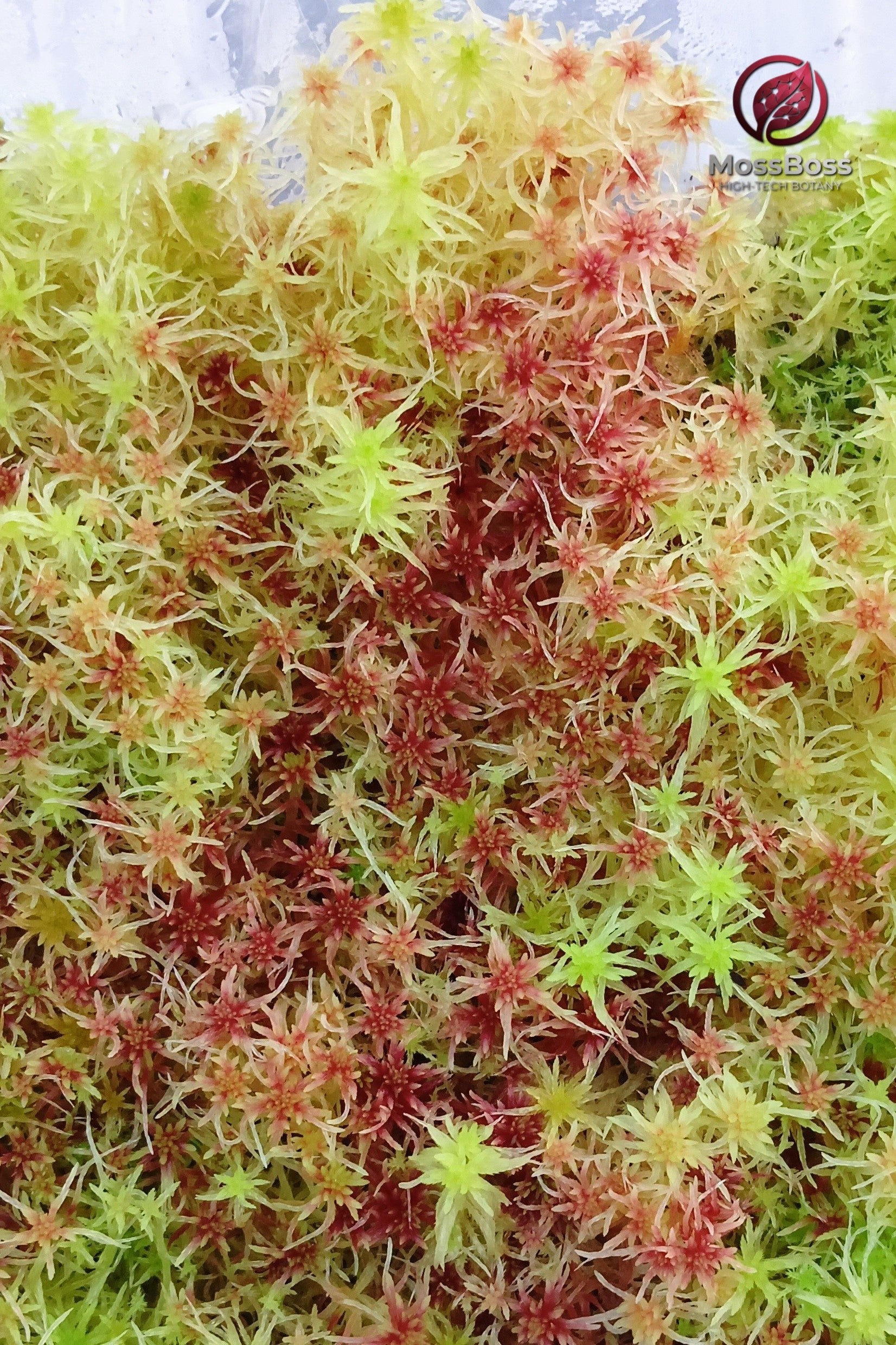 Red Yellow Green Multicolor Sustainable Micropropagated Live Sphagnum Moss MossBoss Biotop Terrarium 