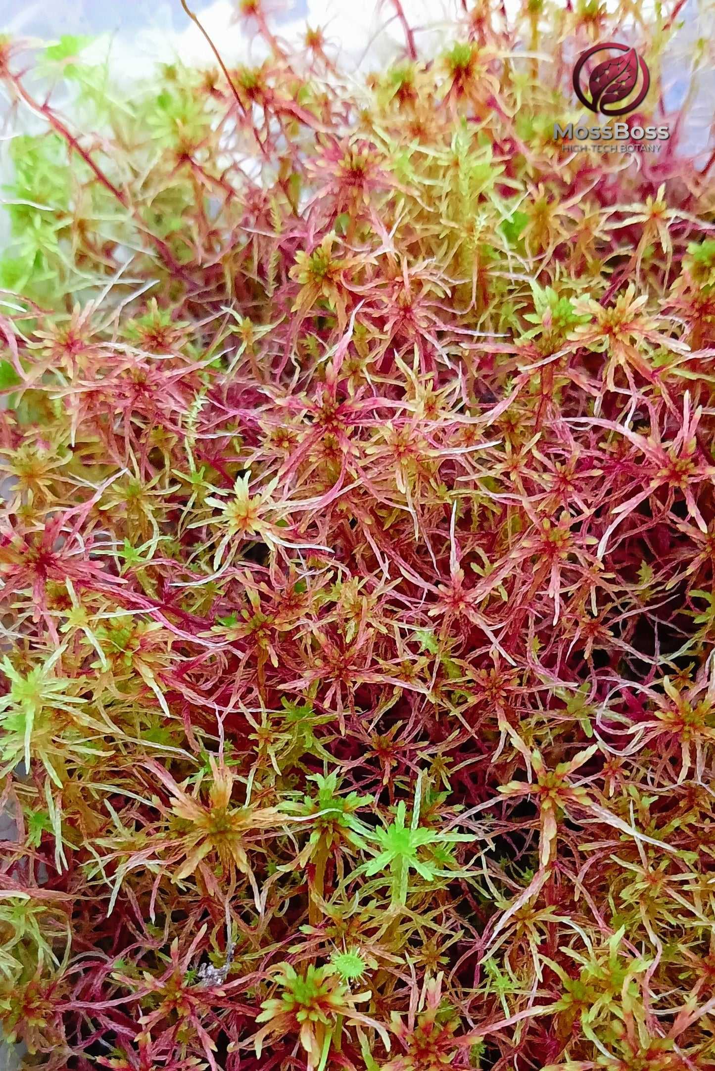 Red Yellow Green Multicolor Sustainable Micropropagated Live Sphagnum Moss MossBoss for Biotop, Terrarium, Vivarium, Carnivorous Plants 