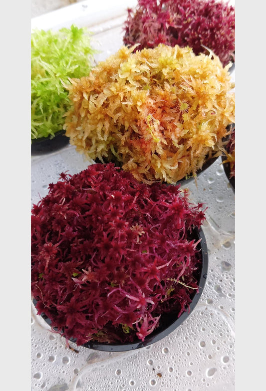 Lote 5 especies musgo sphagnum vivo natural rojo verde amarillo colores SUSTAINABLE MICROPROPAGATED