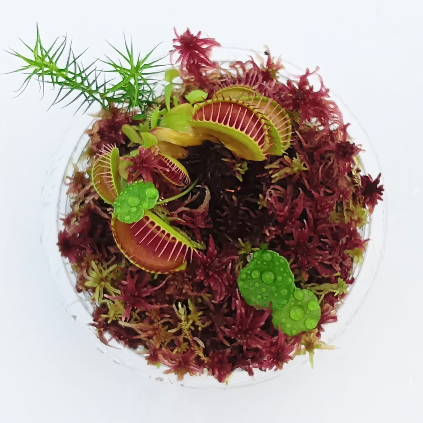 Carnivorous Plants Dionaea Muscipula Venus Flytrap Living Red Live Sphagnum Moss Sustainable Micropropagated MossBoss nano Bogarium Cápsules bog mini Terrarium Vivarium Mossarium Paludarium 