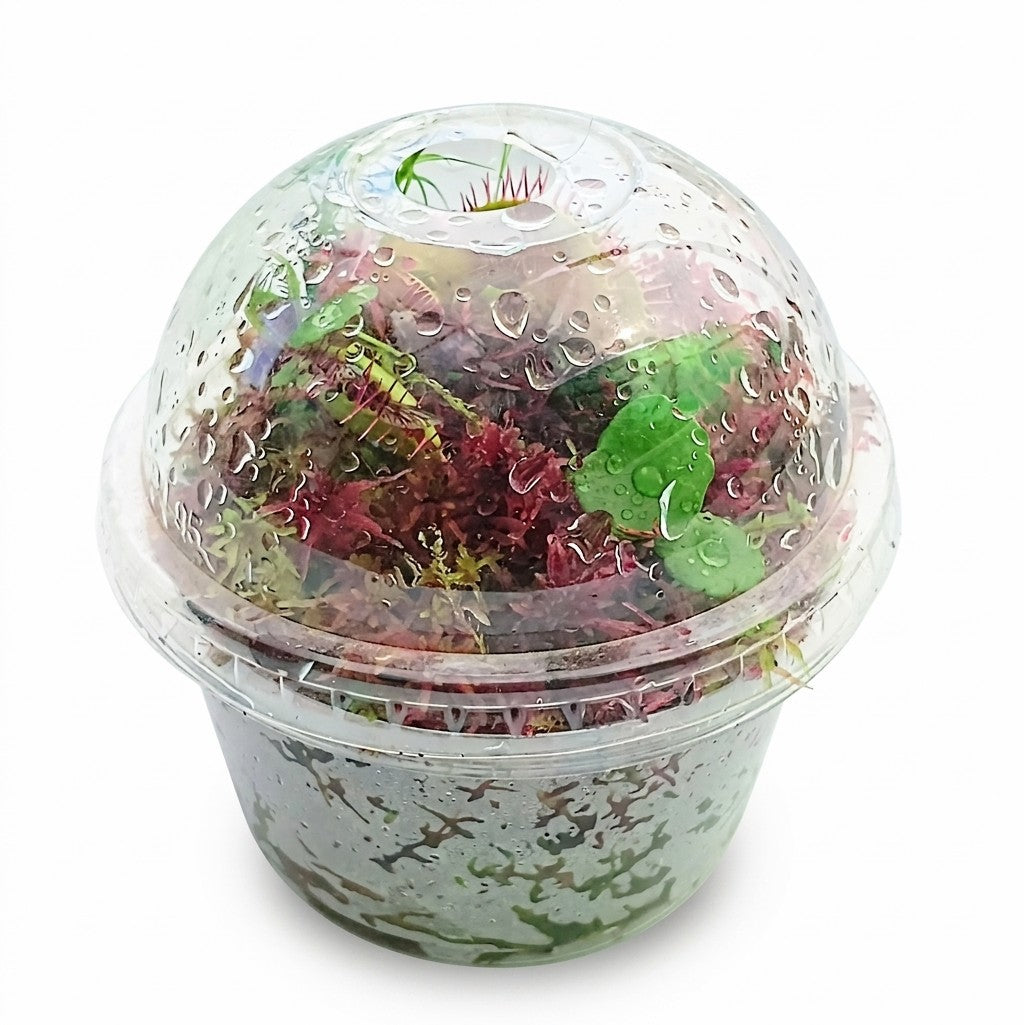 Nano Bogarium Cápsules MossBoss Carnivorous Plants Dionaea Muscipula Venus Flytrap Carnivorous Plants Mini Terrarium Vivarium Mossarium Paludarium 