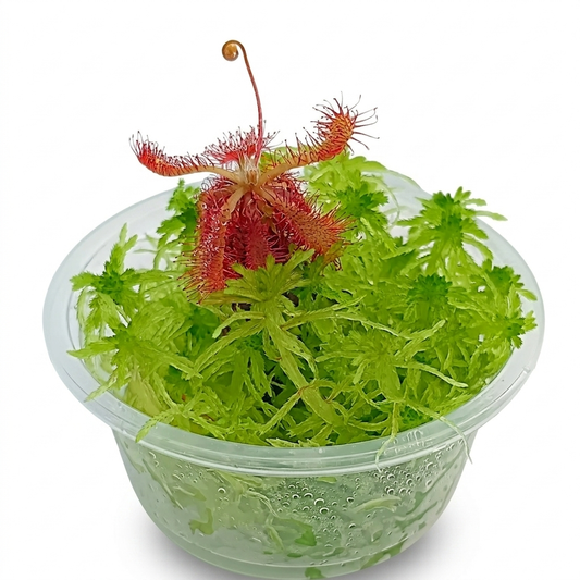 Carnivorous Plants drosera Spatulata-Ultramafica Live Green sphagnum Moss sustainable Micropropagated Bogarium Cápsules bog Terrarium Vivarium Mossarium 
