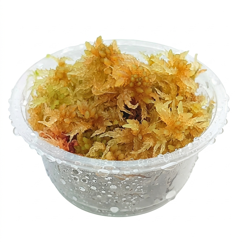 Yellow Fresh Natural Live Sphagnum Moss Sustainable Micropropagated MossBoss 