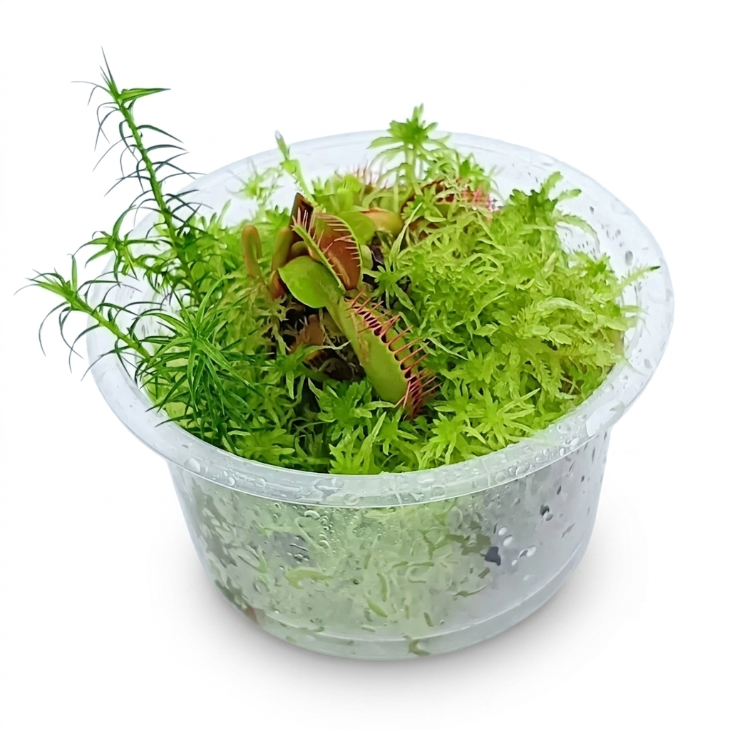 Dionaea muscipula venus flytrap Carnivorous Plants mini Terrarium nano Bogarium Cápsulas Live Sphagnum Green Moss MossBoss 