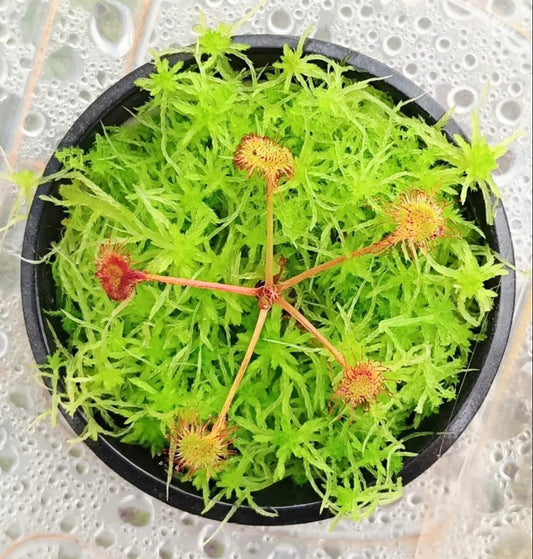 Drosera Rotundifolia planta carnívora Terrario con musgo sphagnum vivo natural verde