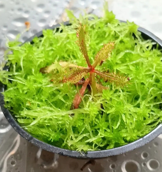 Drosera Adelae planta carnivora terrario con musgo sphagnum vivo natural verde