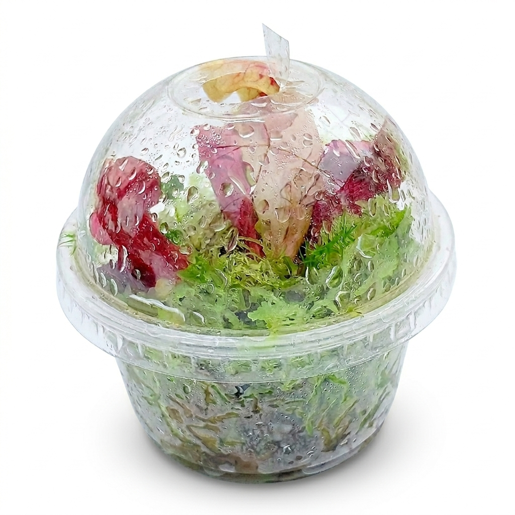Mini Terrarium nano Bogarium bog Carnivorous Plants sarracenia purpurea live Sphagnum Moss Green MossBoss 