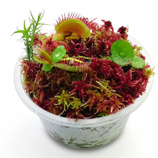 Venus Flytrap Dionaea Muscipula Carnivorous Plants Red Live Sphagnum Moss Sustainable Micropropagated MossBoss nano Bogarium Cápsules bog mini Terrarium Vivarium Mossarium Paludarium 