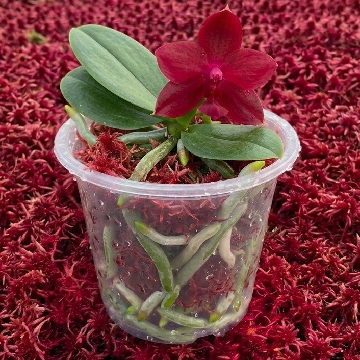 Live Ruby Red Sphagnum moss for orchid roots rescue and high-tech plant propagation in 60ml container.