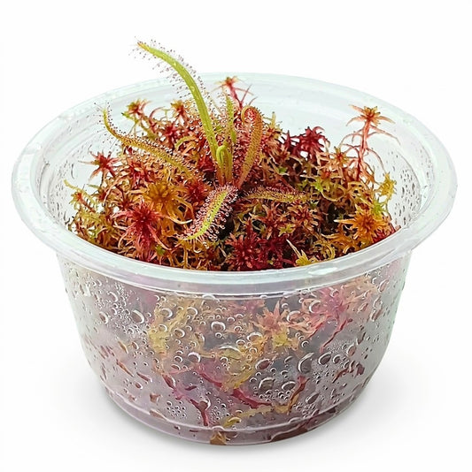 Carnivorous Plants drosera Adelae red live sphagnum Moss sustainable Micropropagated MossBoss Bogarium Cápsules bog Terrarium Vivarium Mossarium 