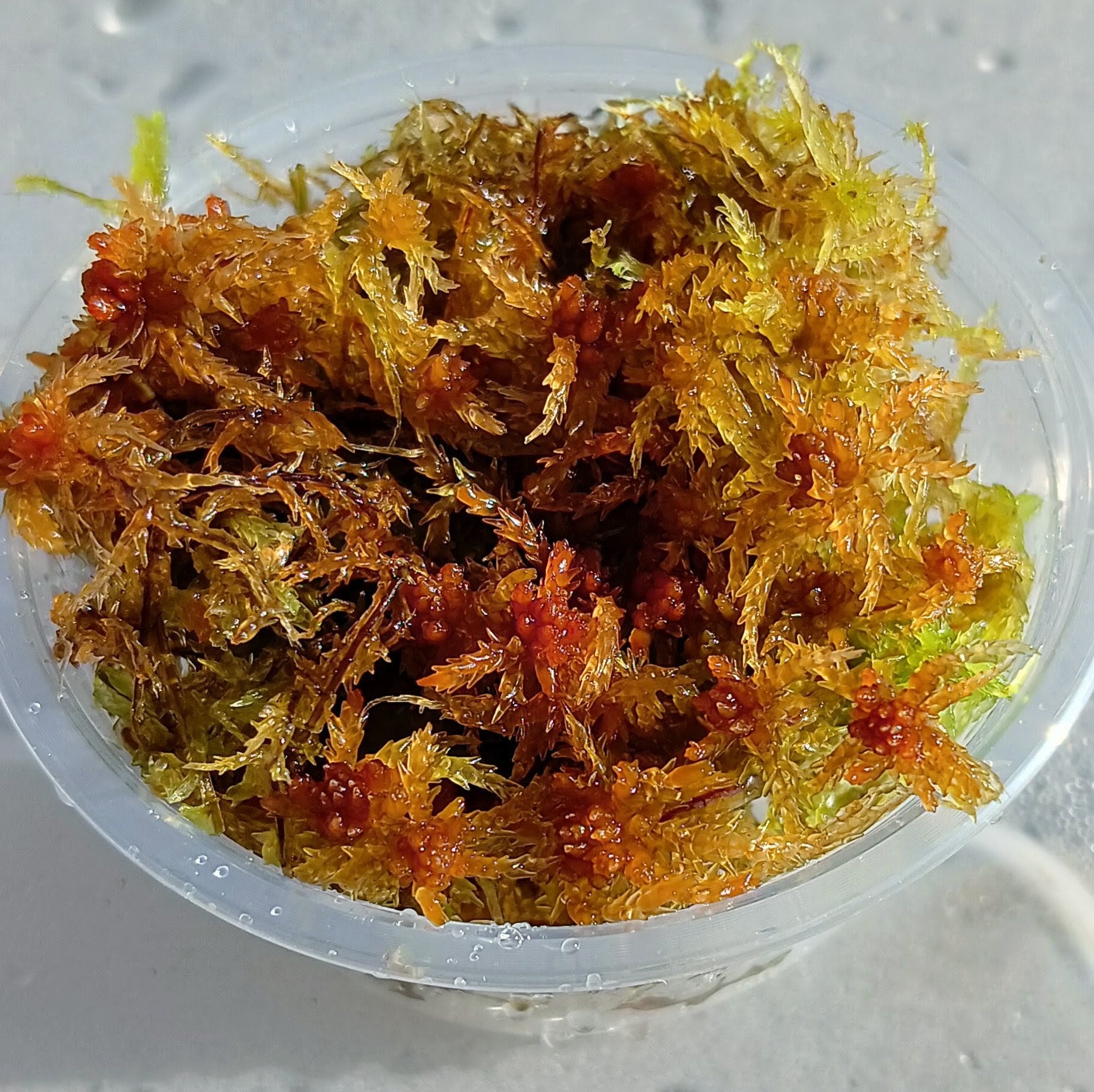 Yellow Living sphagnum Moss sustainable Micropropagated MossBoss 