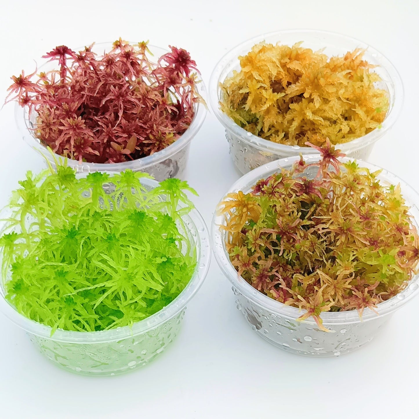 Live Sphagnum Moss Red Yellow Green Multicolor Sustainable Micropropagated MossBoss for Terrarium Vivarium Mossarium Paludarium Carnivorous Plants 