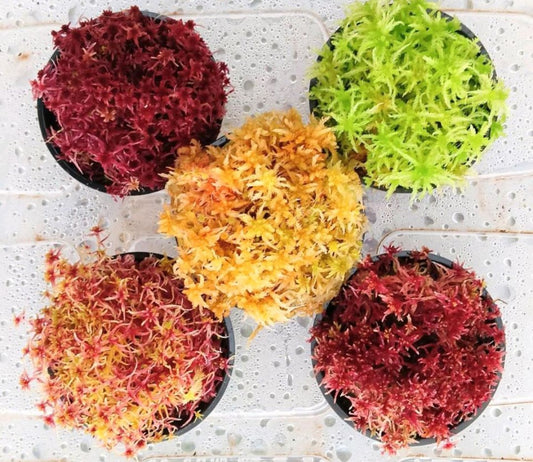 Lote 5 especies musgo sphagnum vivo natural rojo verde amarillo colores SUSTAINABLE MICROPROPAGATED