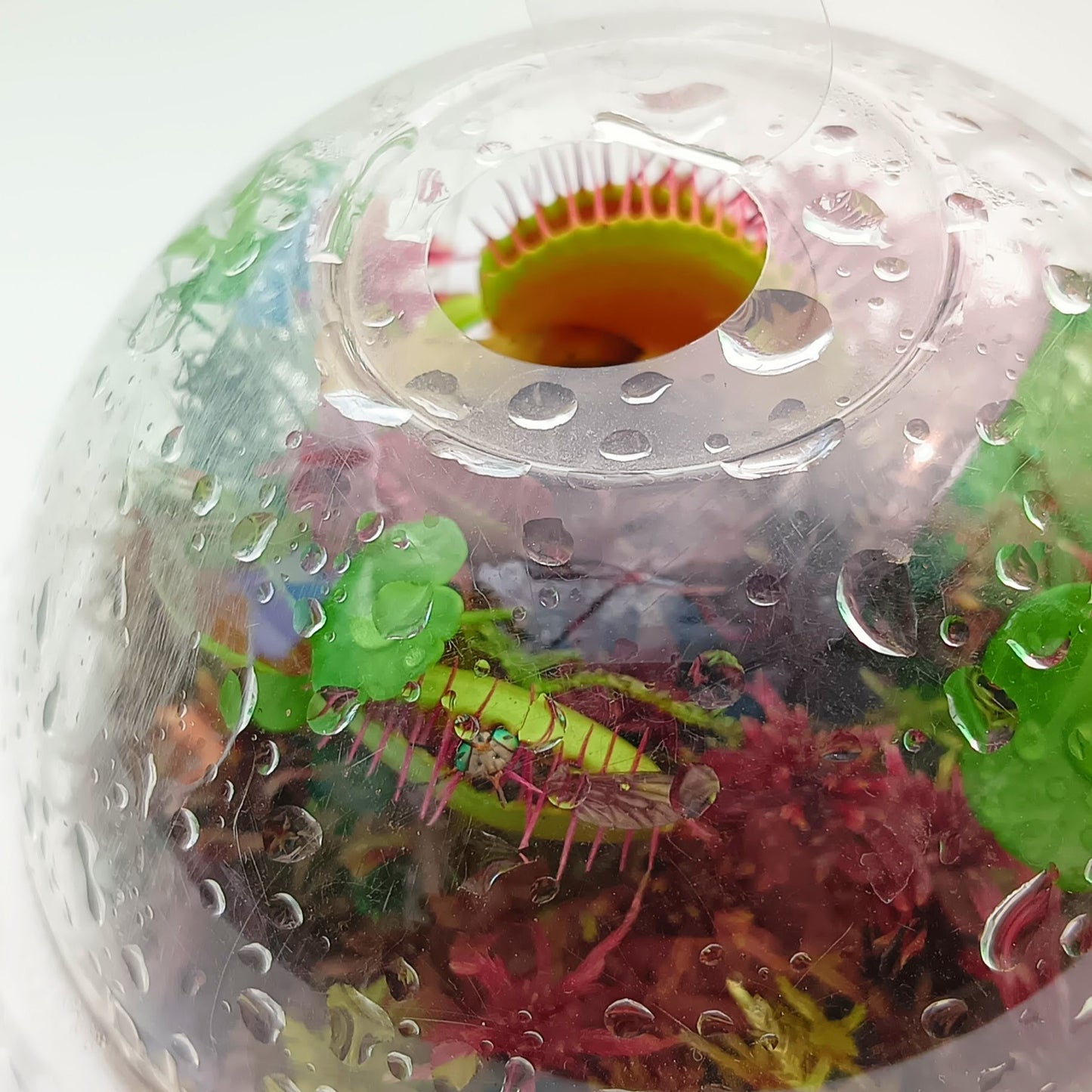 Nano Bogarium Cápsules MossBoss Carnivorous Plants Dionaea Muscipula Venus Flytrap Live Red Sphagnum Moss Sustainable Micropropagated Mini bog Terrarium Vivarium Mossarium Paludarium 