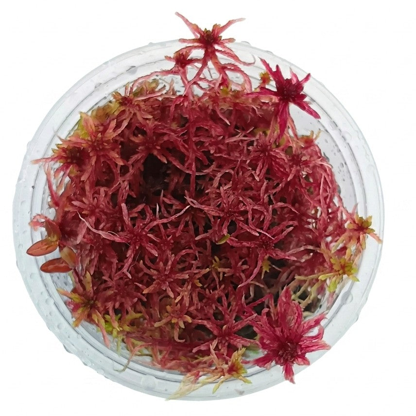 Red Live Sphagnum Moss Sustainable Micropropagated MossBoss 