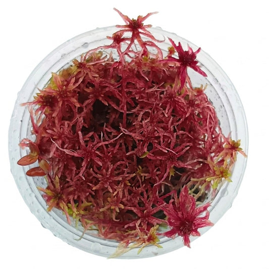 Red Live Sphagnum Moss Sustainable Micropropagated MossBoss 