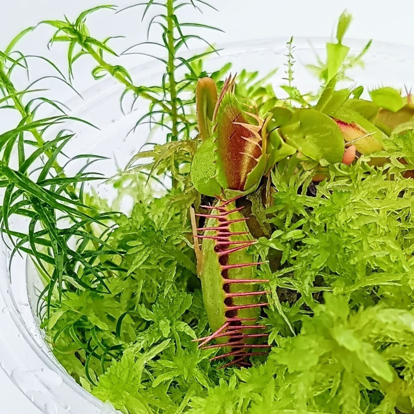 Dionaea muscipula venus flytrap Carnivorous Plants mini bog Terrarium nano Bogarium Cápsulas MossBoss Live Sphagnum Moss Green 