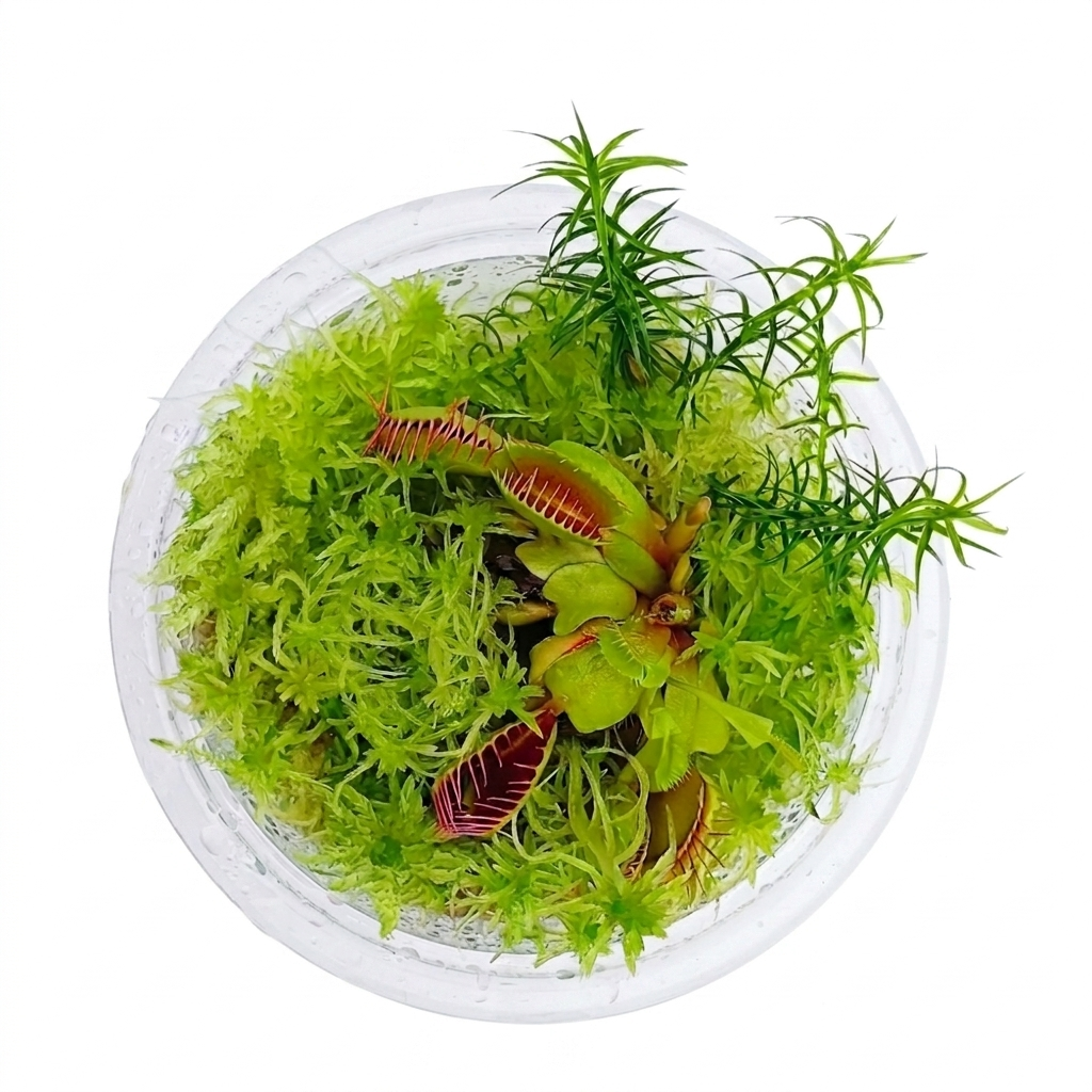Dionaea muscipula venus flytrap Carnivorous Plants mini bog Terrarium nano Bogarium Cápsulas Live Sphagnum Moss MossBoss 