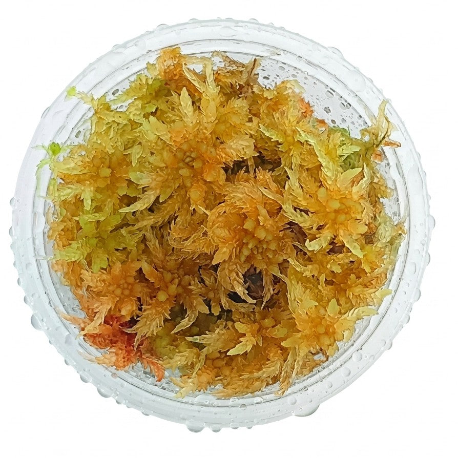 Yellow Live Sphagnum Moss Sustainable Micropropagated MossBoss 