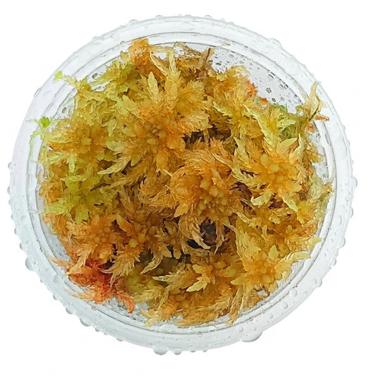 Yellow Live Sphagnum Moss Sustainable Micropropagated MossBoss 