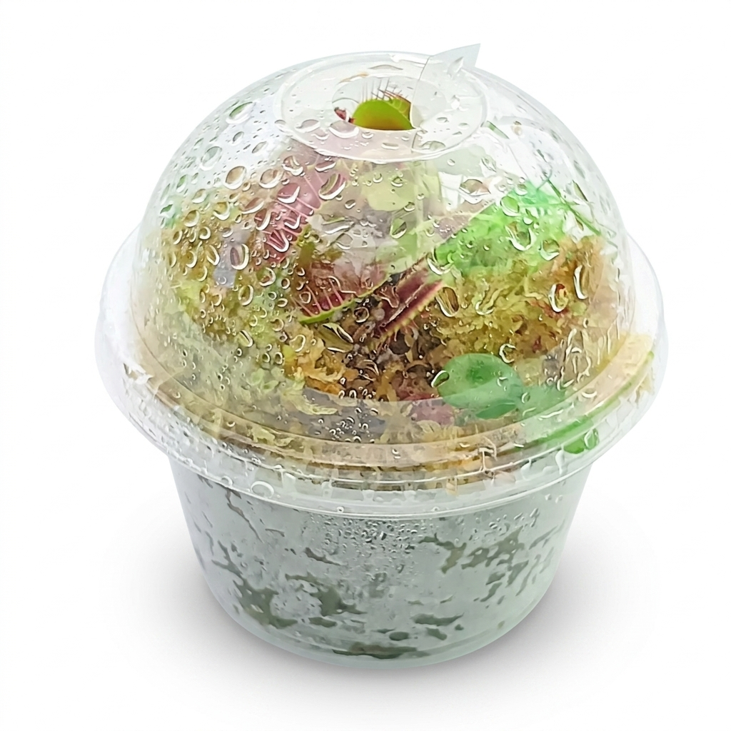 Nano Bogarium Cápsules MossBoss Carnivorous Plants Venus Flytrap Dionaea Muscipula Yellow Gold Live Sphagnum Moss Sustainable Micropropagated mini bog Terrarium Vivarium Mossarium Paludarium 